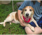 Small Beagle Mix