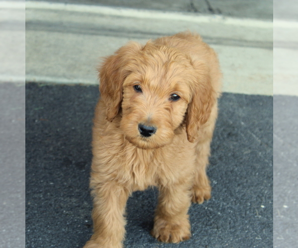 Medium Photo #5 Goldendoodle Puppy For Sale in EPHRATA, PA, USA
