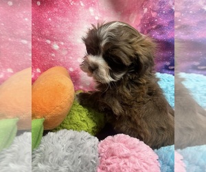 Havanese Puppy for sale in LIVONIA, MI, USA