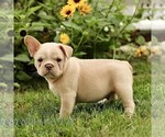 Small #2 French Bulldog