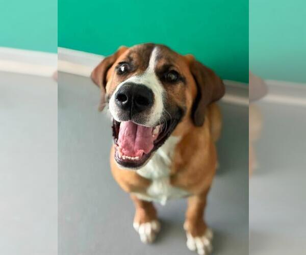 Medium Photo #1 Saint Bernard-Unknown Mix Puppy For Sale in Visalia, CA, USA
