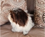 Small #8 Shih Tzu