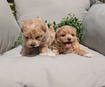 Small #10 Maltipoo