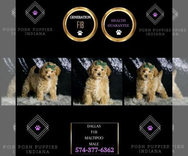 Medium Photo #6 Maltipoo Puppy For Sale in WARSAW, IN, USA