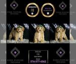 Small #5 Maltipoo
