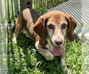 Bagle Hound Dogs for adoption in Batavia, OH, USA