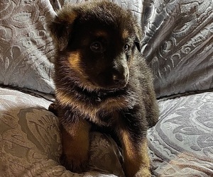 German Shepherd Dog Puppy for Sale in BOKOSHE, Oklahoma USA