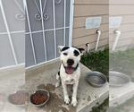 Small American Staffordshire Terrier Mix