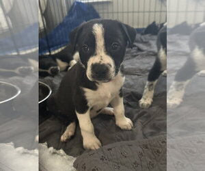 Staffordshire Bull Terrier-Unknown Mix Dogs for adoption in The Woodlands, TX, USA