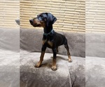 Small #4 Doberman Pinscher