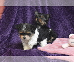Small #2 Yorkshire Terrier