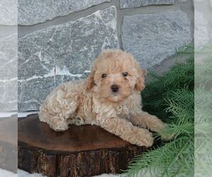 Poodle (Miniature) Puppy for sale in GORDONVILLE, PA, USA