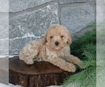 Small Poodle (Miniature)
