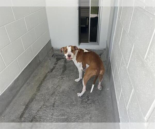 Medium Photo #1 American Pit Bull Terrier Puppy For Sale in Ocala, FL, USA