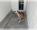 Small American Pit Bull Terrier