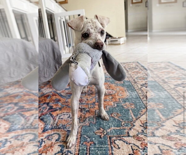Medium Photo #4 Chihuahua-Unknown Mix Puppy For Sale in Katy, TX, USA
