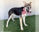 Small #7 Huskies  Mix