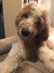 Goldendoodle Puppy for sale in PORT RICHEY, FL, USA