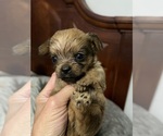 Small Photo #3 Tibetan Terrier-Yorkshire Terrier Mix Puppy For Sale in JACKSONVILLE, FL, USA