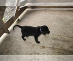 Small #5 Bernese Mountain Dog-Labrador Retriever Mix