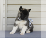 Small Photo #6 Akita Puppy For Sale in FRESNO, OH, USA
