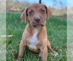 Fiji Pup - Bula - Female Colonial Cocker Spaniel-Unknown Mix Dog for Adoption - Photo #3