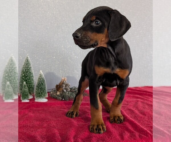 Medium Photo #40 Doberman Pinscher Puppy For Sale in GOSHEN, IN, USA