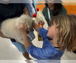 Small #8 Great Pyrenees Mix