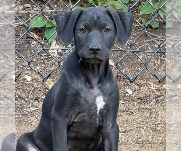 Medium Photo #9 Labrador Retriever-Unknown Mix Puppy For Sale in San Diego, CA, USA