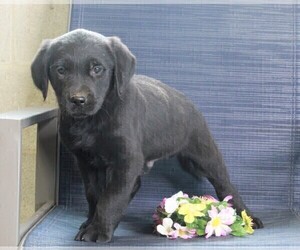 Golden Labrador Puppy for sale in FREDERICKSBURG, OH, USA