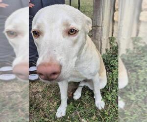 Labrador Retriever-Unknown Mix Dogs for adoption in San Antonio, TX, USA