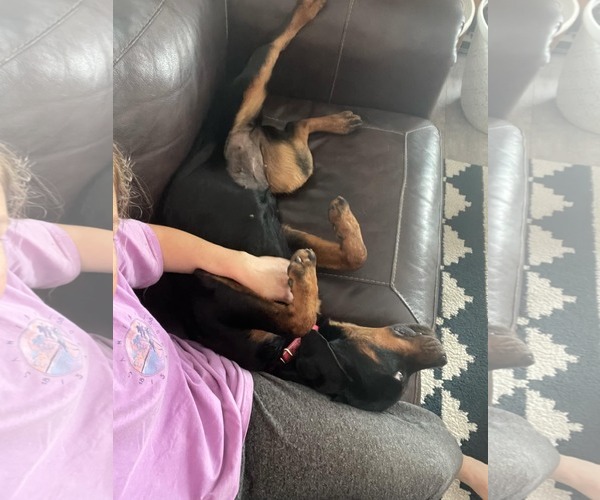 Medium Photo #2 Rottweiler Puppy For Sale in Hillsboro, NH, USA