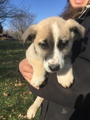 Shepradors Puppy for sale in DILLWYN, VA, USA