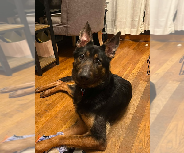 Medium Photo #2 German Shepherd Dog-Unknown Mix Puppy For Sale in Springdale, PA, USA