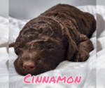 Puppy Cinnamon Poodle (Miniature)