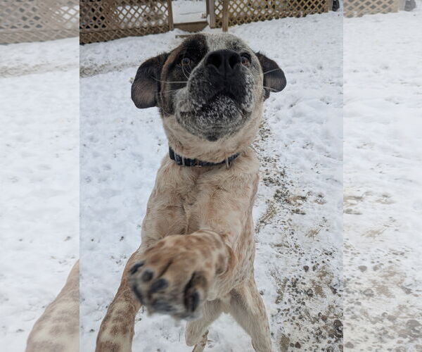 Medium Photo #4 Mutt Puppy For Sale in Garden City, NY, USA