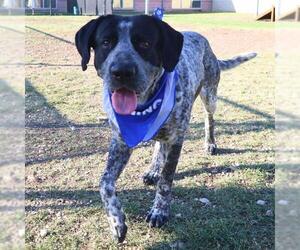 German Shorthaired Pointer-Unknown Mix Dogs for adoption in San Antonio, TX, USA