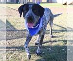 Small German Shorthaired Pointer Mix