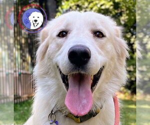 Great Pyrenees Dogs for adoption in Spring, TX, USA