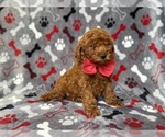 Small #4 Goldendoodle (Miniature)