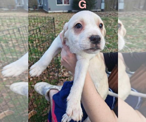 Medium Photo #4 Labrador Retriever-Unknown Mix Puppy For Sale in Royal Palm Beach, FL, USA
