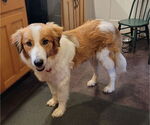 Small #1 Collie Mix