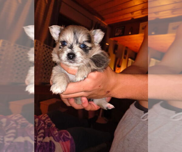 Medium Photo #6 Chiranian Puppy For Sale in WEST BRANCH, MI, USA