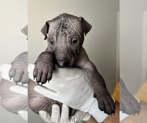 Peruvian Inca Orchid-Xoloitzcuintli (Mexican Hairless) Mix Puppy for sale in SUNNYVALE, CA, USA