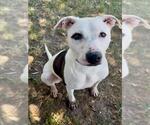 Small #1 American Pit Bull Terrier Mix