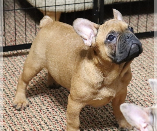 Medium Photo #1 French Bulldog Puppy For Sale in FAYETTEVILLE, GA, USA