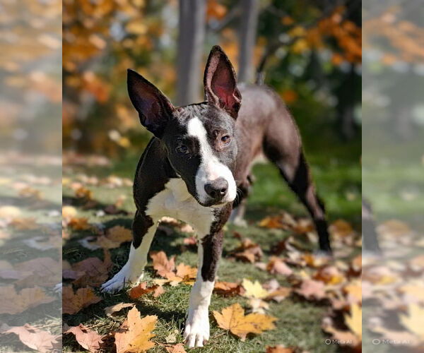 Medium Photo #5 American Pit Bull Terrier-Unknown Mix Puppy For Sale in Talladega, AL, USA