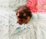 Small Photo #7 Yorkshire Terrier Puppy For Sale in LA SIERRA, CA, USA