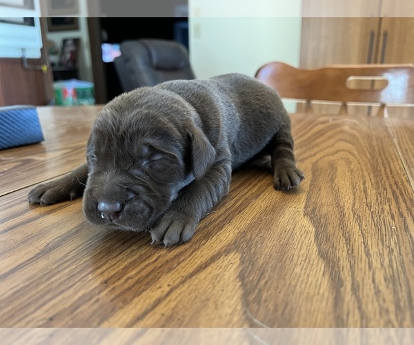 Medium Photo #2 Labrador Retriever Puppy For Sale in NEOLA, WV, USA