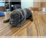 Small #1 Labrador Retriever